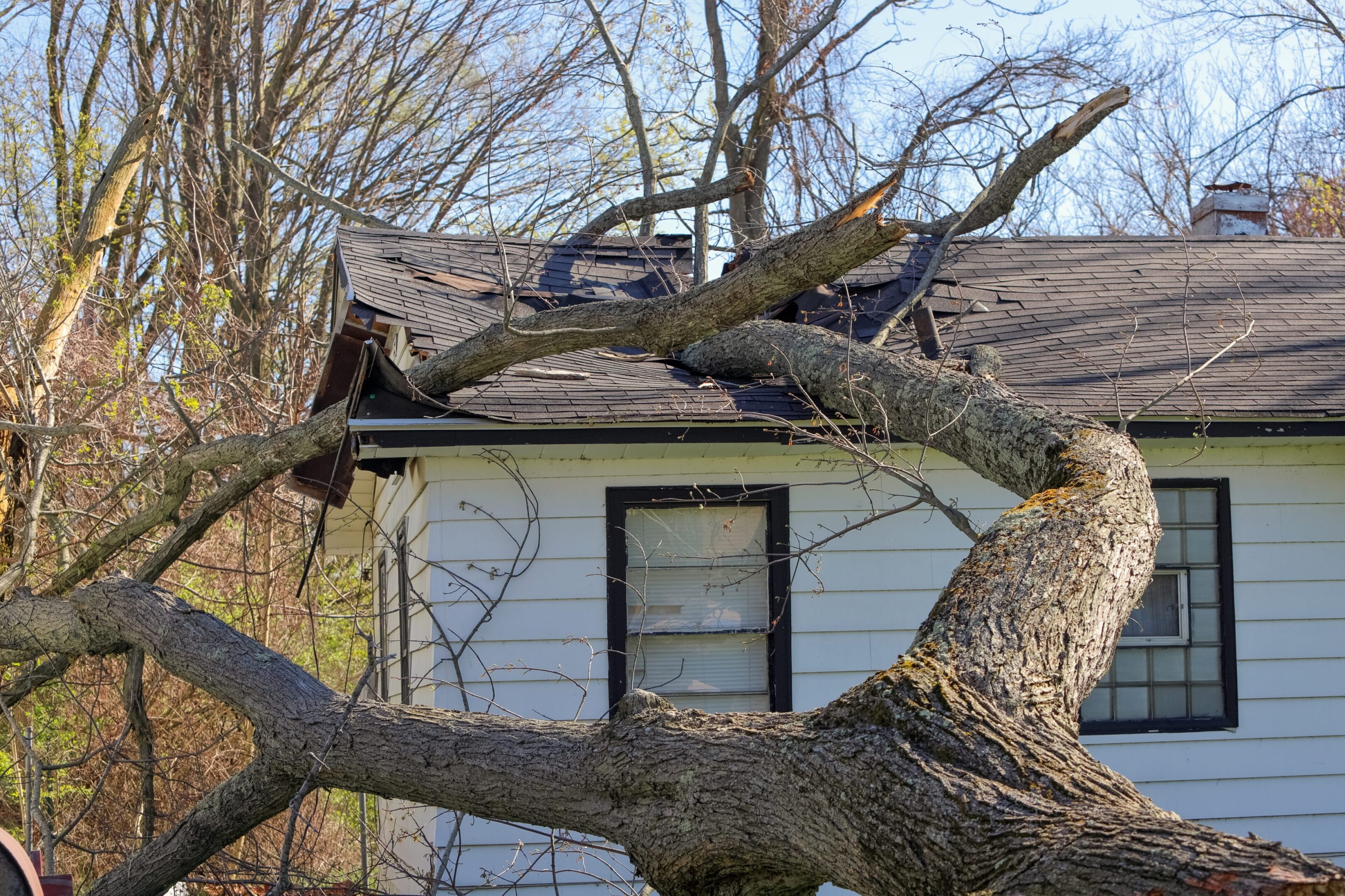 Tree,Trunk,And,Branches,Crash,Through,The,Roof,Of,A